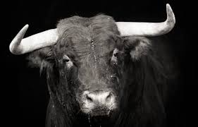 une tête de taureau