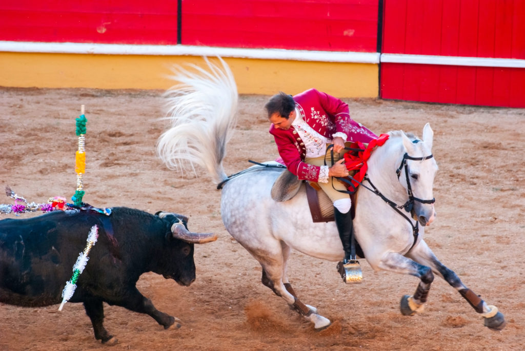 Un cavalier à cheval et un taureau