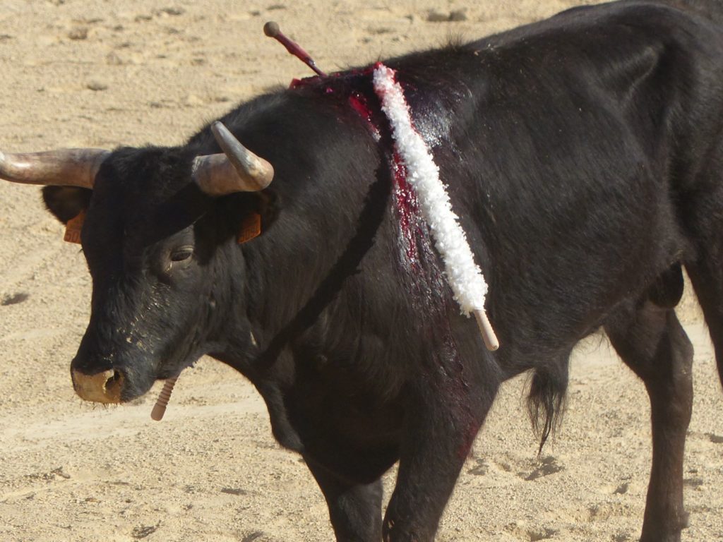 un jeune taureau et des banderilles