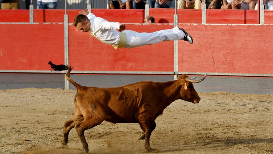 un homme au dessus d'une vache